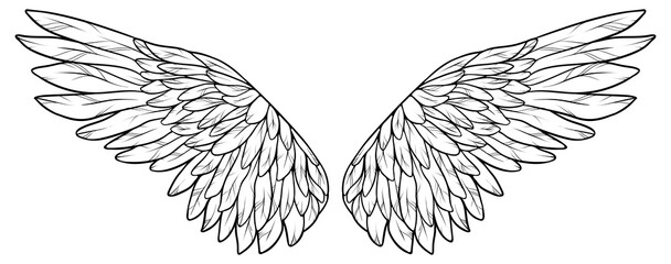 Beautiful spreaded white wings, for coloring, monochrome vector illustration