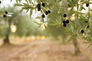 rows of olive trees in an olive grove