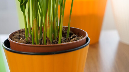 Closeup of fresh green plant sprouts growing in orange plastic pot at home