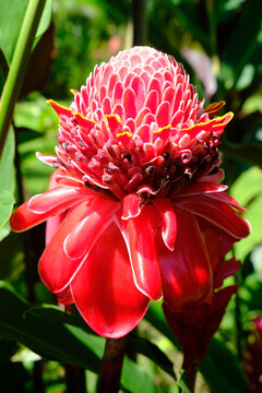 Costa Rica Tortuguero National Park - Parque Nacional Tortuguero - Flowering Ginger plant