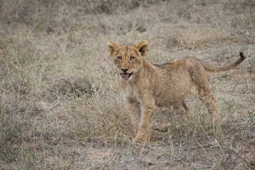 Naklejka na ściany i meble CUTE! a young lion cub standing in the dry grass, Greater Kruger. 