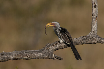 A Southern Yellow-billed Hornbill perched on a branch with a worm in its beak, Greater Kruger. 