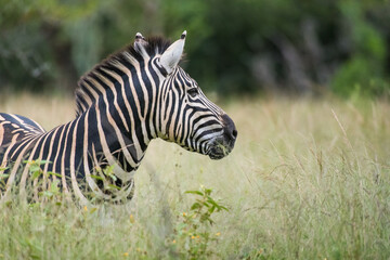 Fototapeta na wymiar A male Burchell's zebra standing in the long green grass, Greater Kruger. 