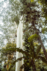 Zbliżenie na piękne drzewo pokryte mchem w lesie deszczowym.