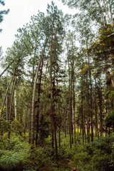 Zbliżenie na piękne drzewo pokryte mchem w lesie deszczowym.