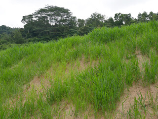 Permanent slope protection with grass using the hydroseed method. The grass is used to stabilizes...