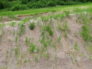 Permanent slope protection with grass using the hydroseed method. The grass is used to stabilizes the slope structure and prevent slope erosion. Effective and less maintenance. 
