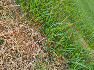 Permanent slope protection with grass using the hydroseed method. The grass is used to stabilizes the slope structure and prevent slope erosion. Effective and less maintenance. 

