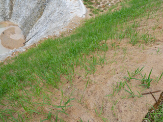 Permanent slope protection with grass using the hydroseed method. The grass is used to stabilizes the slope structure and prevent slope erosion. Effective and less maintenance. 
