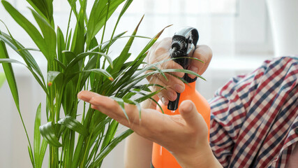Closeup of woman using sprinkler to watering and cleaning domestic plant leaves. Concept of gardening, hobby, home planting.