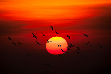 Silhoutte of flock of birds flying on the sunse  background