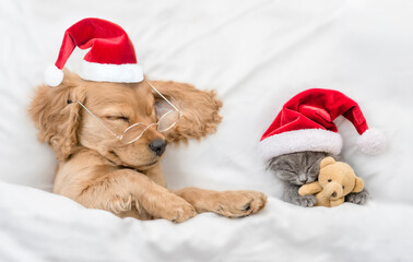 English Cocker spaniel puppy and tiny kitten wearing santa hats sleep together under white warm blanket on a bed at home. Top down view. Kitten hugs favorite toy bear