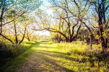 A trail through the woods in Autumn in the Upper Souris National Wildlife Refuge in North Dakota.