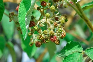 red currant berries on tree
