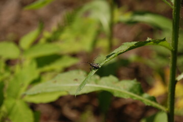 dragonfly resting on a leaf