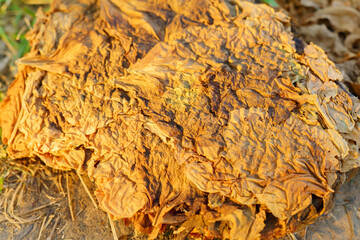 Dry tobacco leaves close-up. Background texture. Tobacco cultivation for cigarettes and cigars