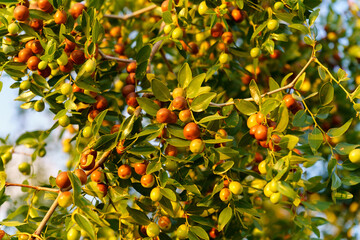 Ripe brown Ziziphus jujuba fruits with leaves on a Chinese date branch. Nature concept.