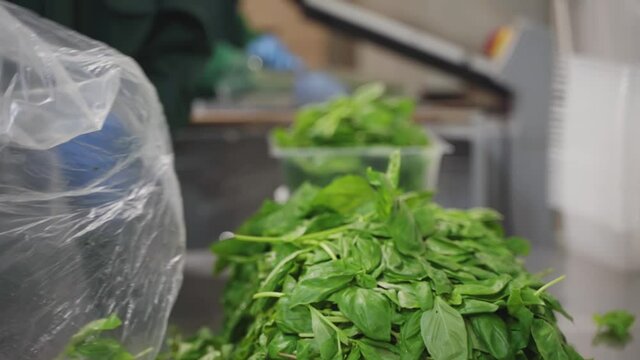 Packing Salad for Delivery Boxes Food Production Factory
