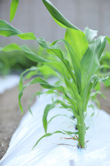 とうもろこしの苗