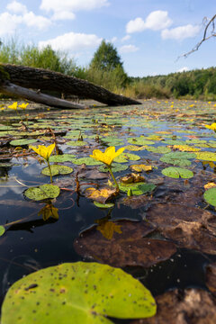 Sumpfschwertlilien am See, Natur in Deutschland, Eutrophierung, Waldsee, Badesee