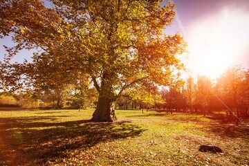 Fototapeta premium Sunset in the autumn forest landscape. The forest is illuminated by the rays of the setting sun. Fallen leaves