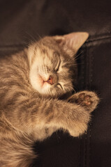 Fototapeta na wymiar Cute kitten sleeps on his side, sleepy face. Tortoise gray color