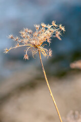 Obraz premium Dried yellow on a blue unfocused background, herbarium