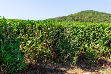 Fototapeta na wymiar Landscape view of tea plantation. Concept for the tea product background, copy space