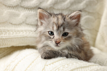 Fototapeta na wymiar Cute kitten on white knitted blanket. Baby animal