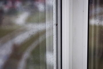 Domestic flies on glass