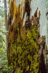 Zbliżenie na piękne drzewo pokryte mchem w lesie deszczowym. - obrazy, fototapety, plakaty