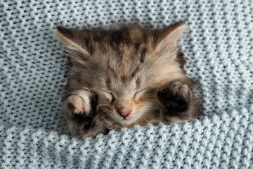 Cute kitten sleeping in light blue knitted blanket, top view