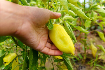 Green pepper harvesting, healthy, diet food. Organic eco vegetables harvest.