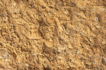 Shell rock structure close up. Stone texture.