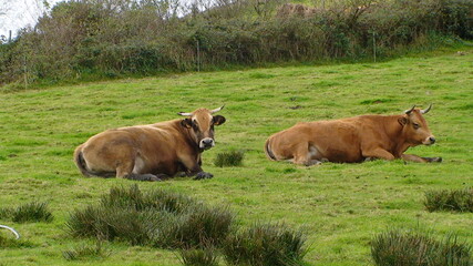 Fototapeta premium cows grazing in a field
