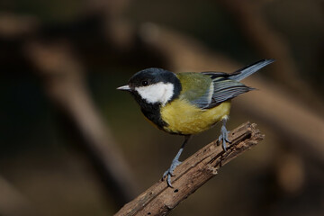 Great tit (Parus major)