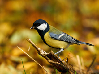 Great tit (Parus major)