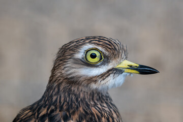 Eurasian Stone-curlew Bird Portrait