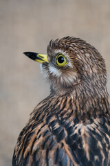 Eurasian Stone-curlew Bird Portrait