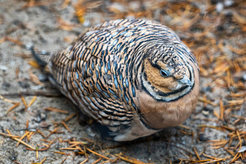 Pin-tailed Sandgrouse Bird