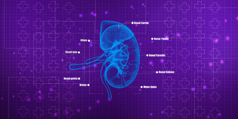 Obraz premium 3d rendering human healthy kidneys