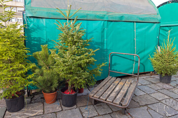 Christmas Trees in Buckets