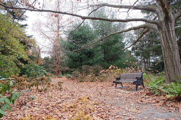 Fototapeta na wymiar A bench among the leaves late autumn 