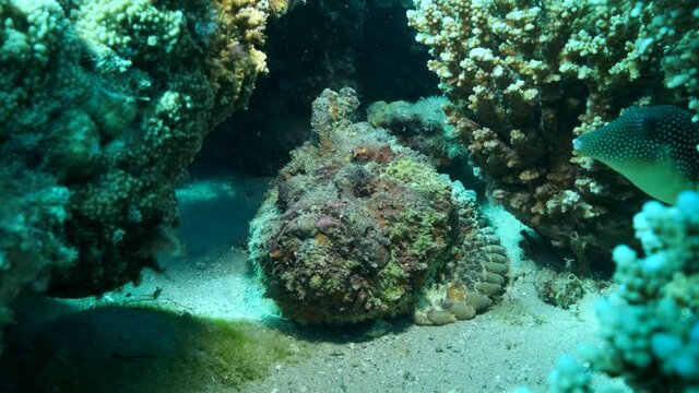 Close-up portrait of the Stonefish lies under the corals in sunrays. Reef Stonefish (Synanceia verrucosa). 4K-60fps
