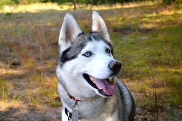 
husky
