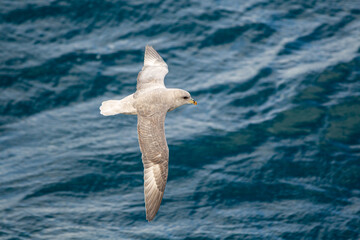 Fulmar gliding over the icy water of the Arctic seas