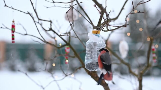 birds in winter snigiri and tits. High quality FullHD footage