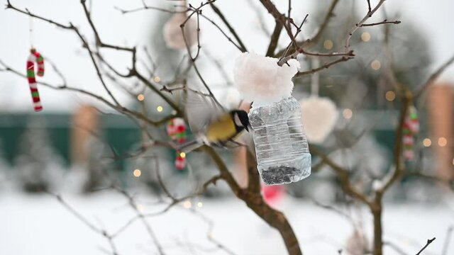 birds of titmouse sit in the feeder to eat food seeds in winter against the background of Christmas decorations. High quality FullHD footage