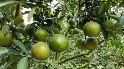 Oranges in orange orchards are grown for agriculture.