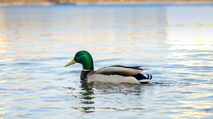 Lots of ducks searching food on water surface in city park.